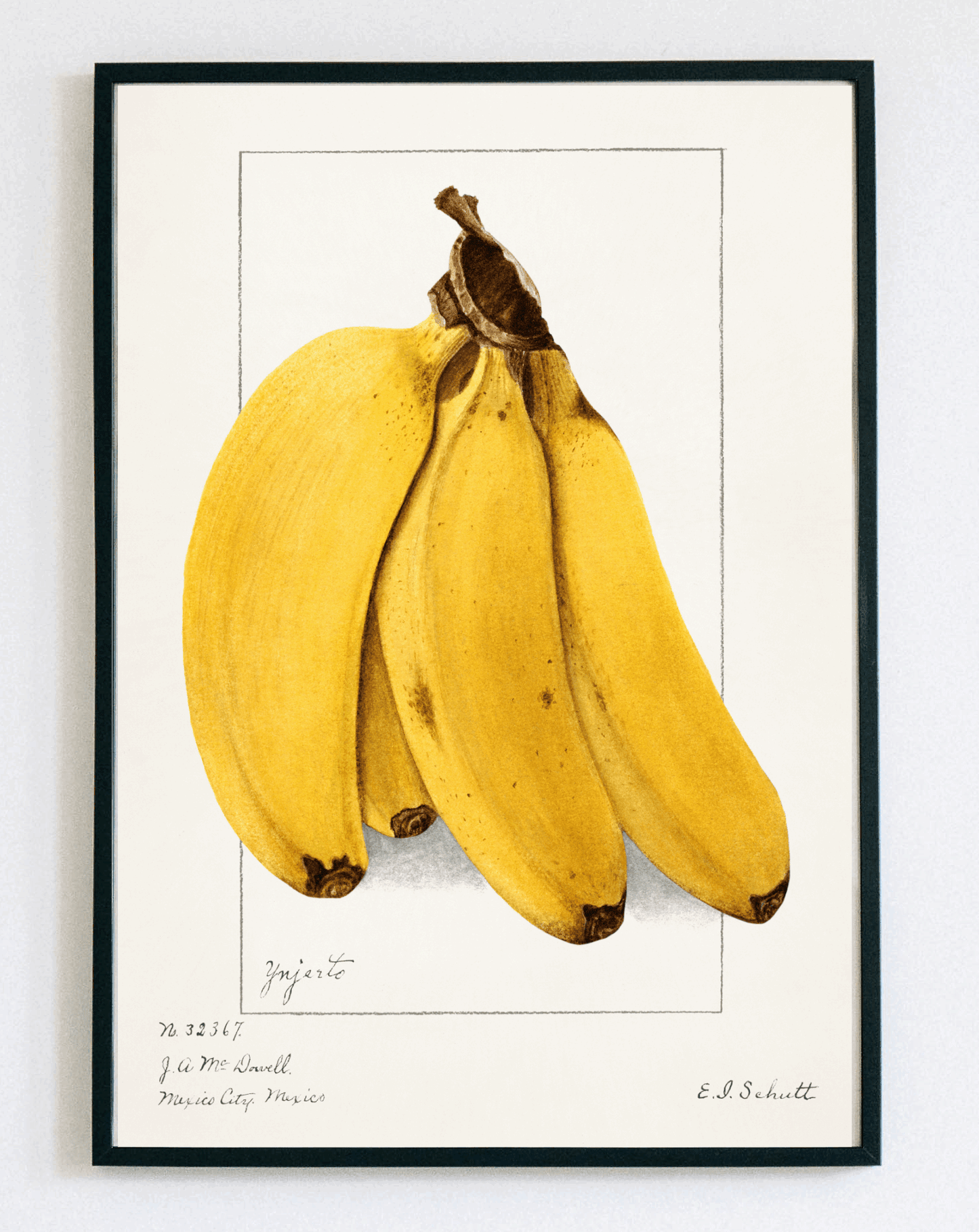 Klasyczny obraz w ramce Vintage Banana Illustration – botaniczna grafika retro z bananami do kuchni i jadalni – Demarro