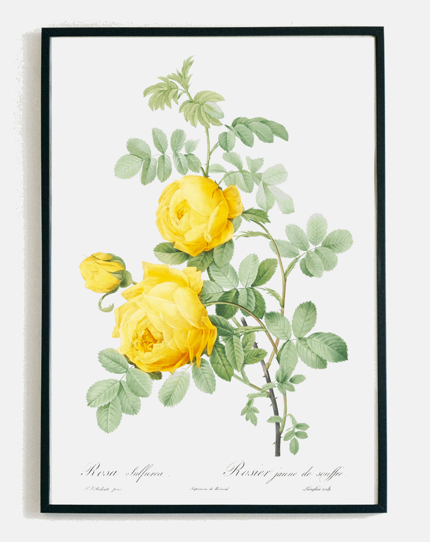 Obraz polne kwiaty w ramce plakat botaniczny vintage dekoracja ścienna rośliny do salonu i sypialni – Demarro